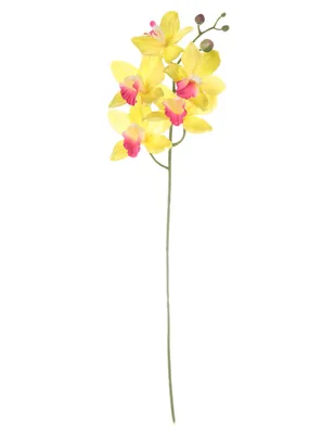 Orquídea Heuman Brand