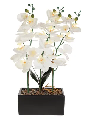 Preelaborado de orquídeas Heuman Brand Cubir
