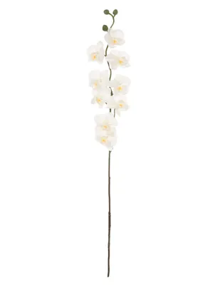 Orquídea Heuman Brand Nana