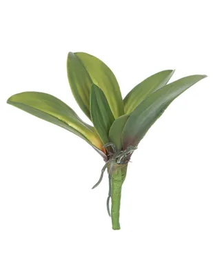 Hojas de orquídea decorativas Heuman Brand Casca acabado natural