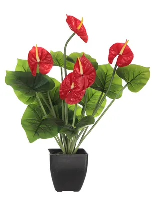 Planta Crown Baccara Anto