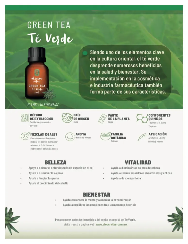 Aceite Oleum Vitae esencial de Té verde