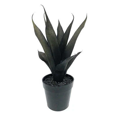 Potted Black Agave Plant, 10"