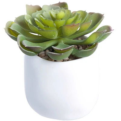 Succulent with Ceramic Planter