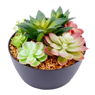 Succulent Assortment with Black Planter, 6"