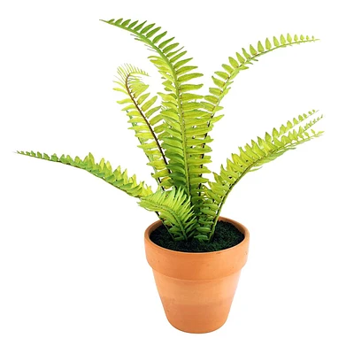 Fern Plant with Ceramic Planter, 14"