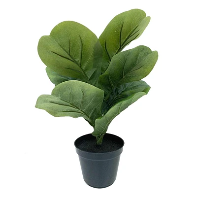 Fiddle Leaf Plant in Black Pot, 16"