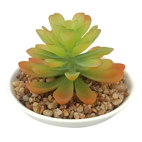 Succulent in White Pot