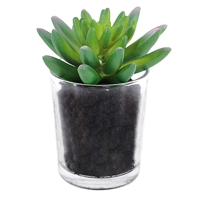 Succulent in Glass Vase