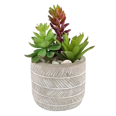 Succulents in Cement Pot