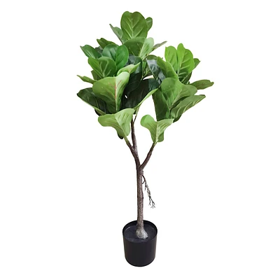 Potted Fig Tree