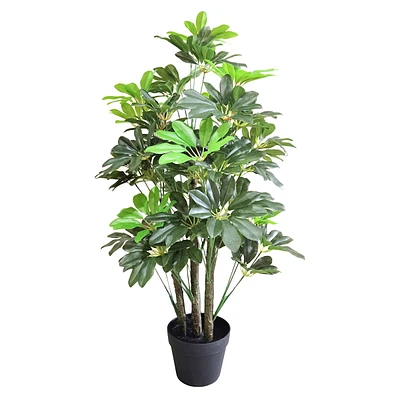 Potted Schefflera Tree, 3'