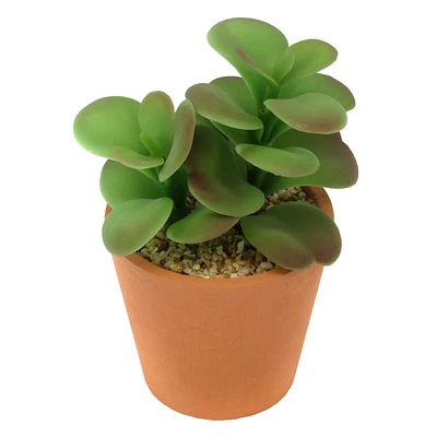 Jade Plant in Pot