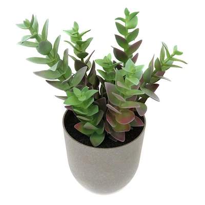 Jade Plant in Grey Plastic Pot, 10"