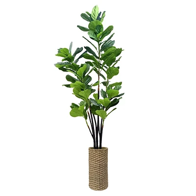 Deluxe Fig Tree in Woven Basket, 7'