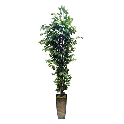 Green Fiscus in Metal Planter, 7'