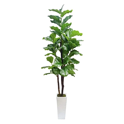 Fig Tree in White Square Pot, 7'