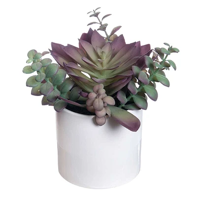 Mix Succulents in White Pot, 9"