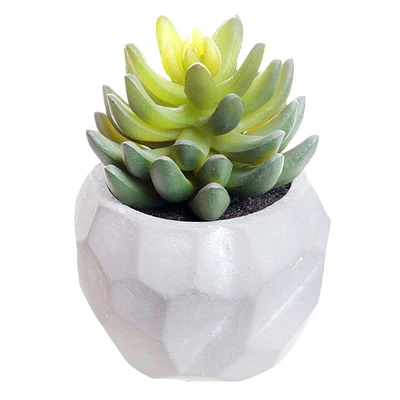 Mini Agave in White Pot, 5.5"