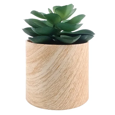 Succulent in White Oak Pot, 5"