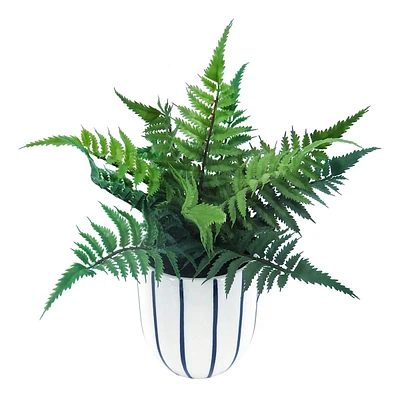 Leather Leaf Fern in Ceramic Pot, 11"