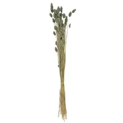 Dried Slate Blue Phalaris Stem Bundle, 28"