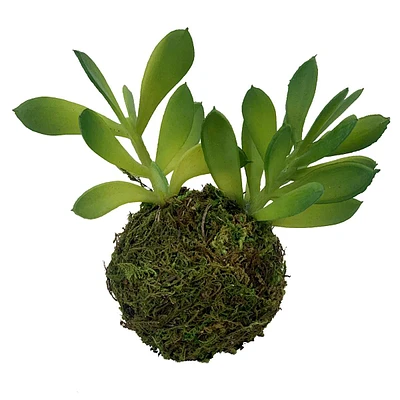 5In Succulent In Moss Ball Pdq