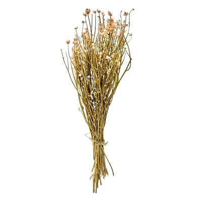 Dried Ammobium Bundle