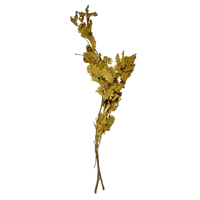 Dried Oak Leaves Bundle