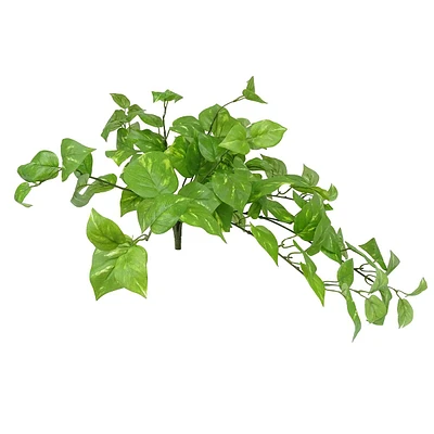 Pothos Hanging Bush, 26"