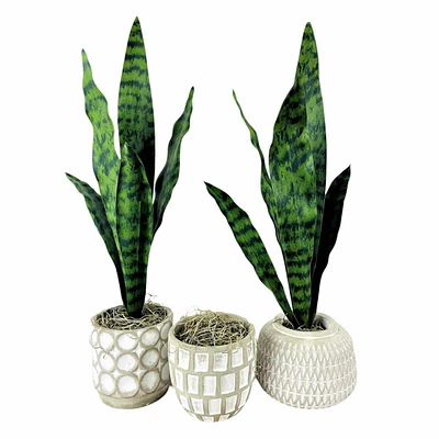 21In Snake Plant Cement Pots 3/A