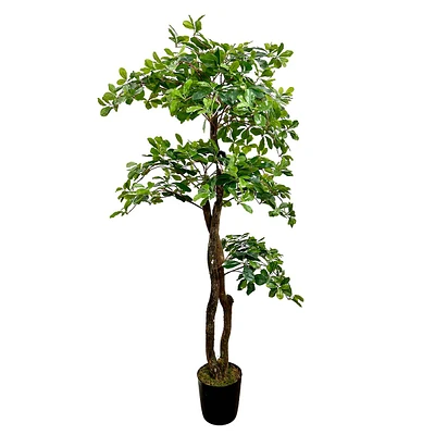 Real-Bark Black Olive Tree, 5'