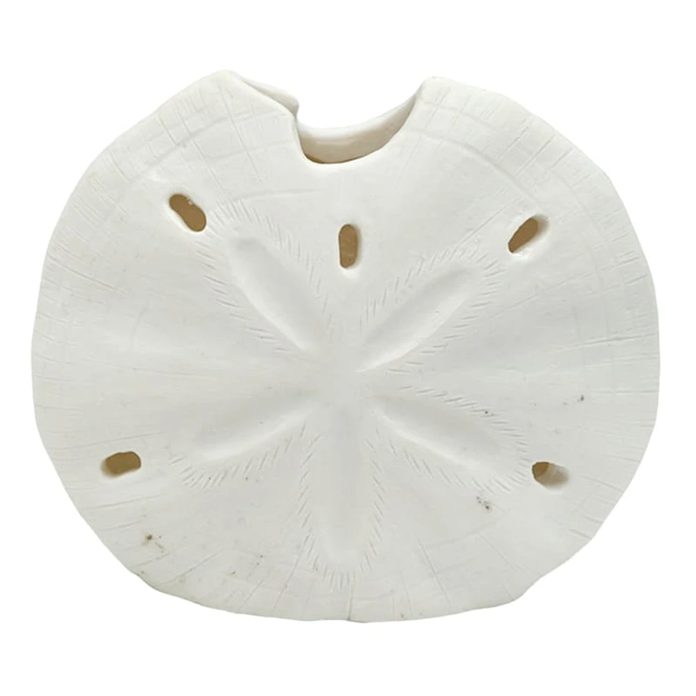 Sand Dollar, 4"