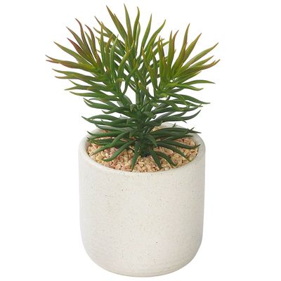 Succulent with White Planter