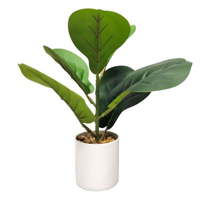 Fiddle Leaf Fig Plant with White Planter, 14"