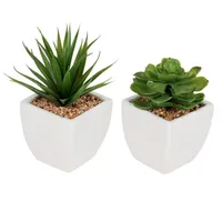 2-Piece Assorted Succulents with White Ceramic Planter, 4"