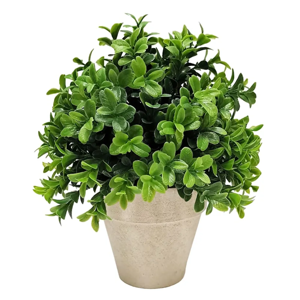 Boxwood Plant with Planter