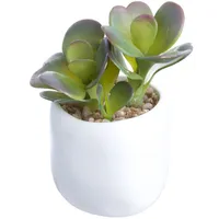 Aloe with White Ceramic Planter, 4.5"