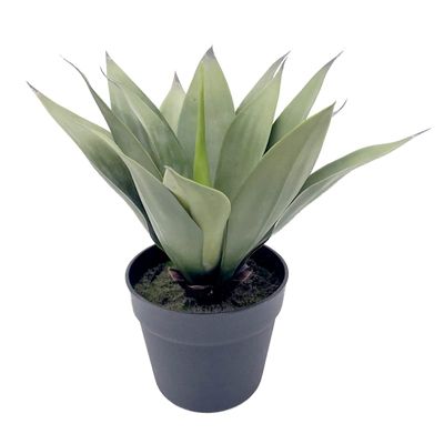 Agave Plant with Black Planter, 14"