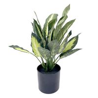 Rohdea Plant with Black Planter, 17"