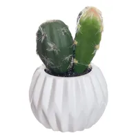 Cactus with White Ceramic Planter, 4.5"