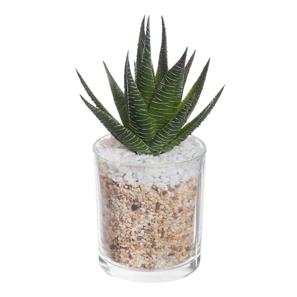 Aloe Plant with Glass Planter, 7"