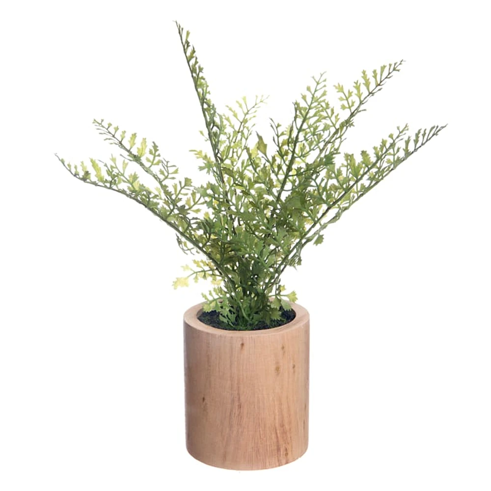 Maidenhair in Wooden Pot, 10"