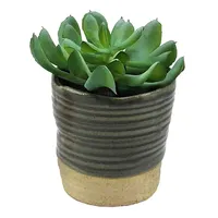 Succulent with Grey Planter, 4"