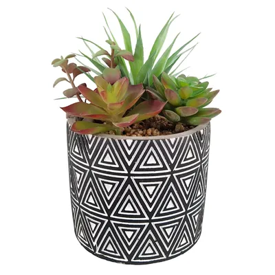 Succulent Arrangement in Cement Pot