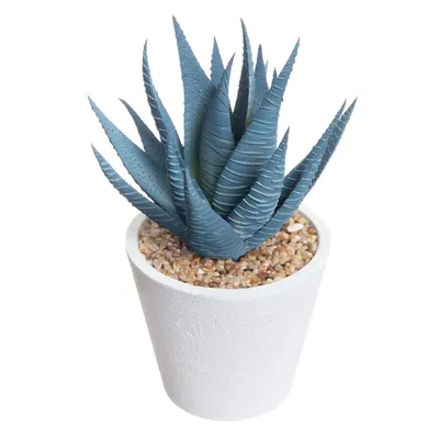 Aloe Plant in White Pot