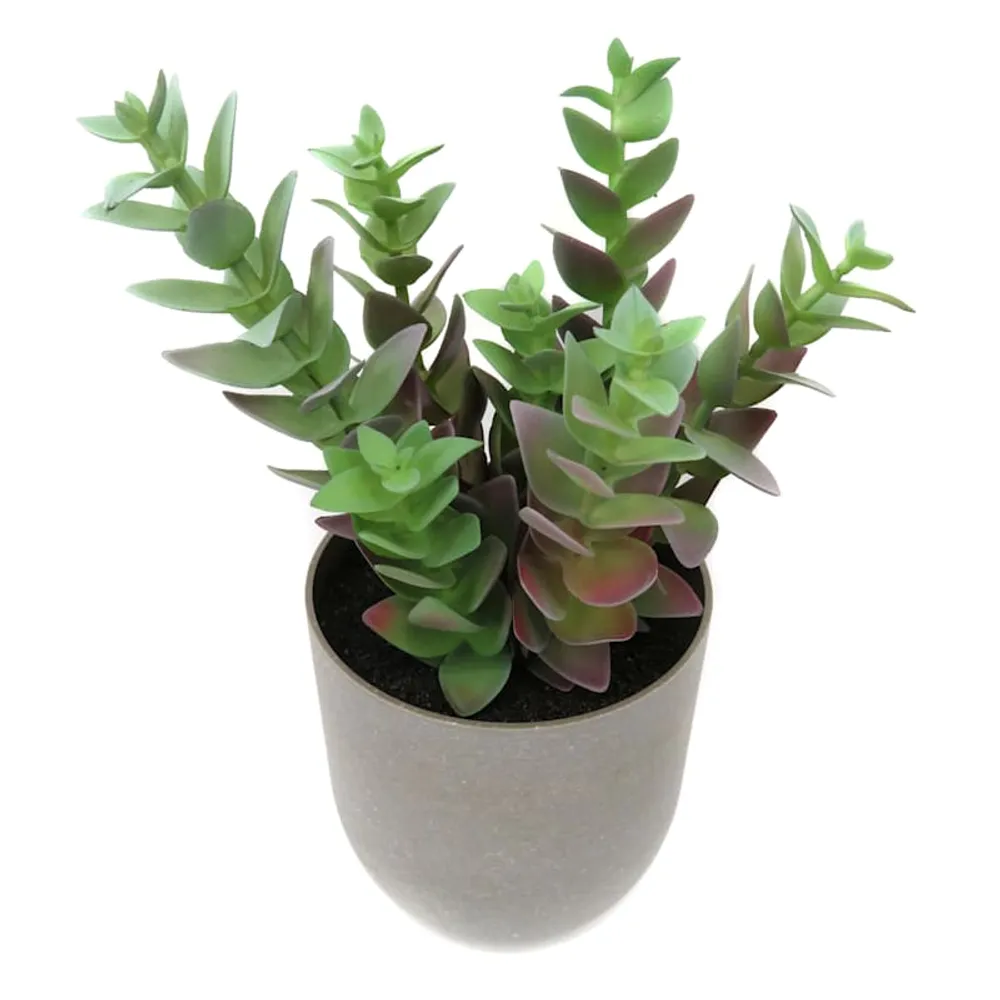 Jade Plant in Grey Plastic Pot, 10"