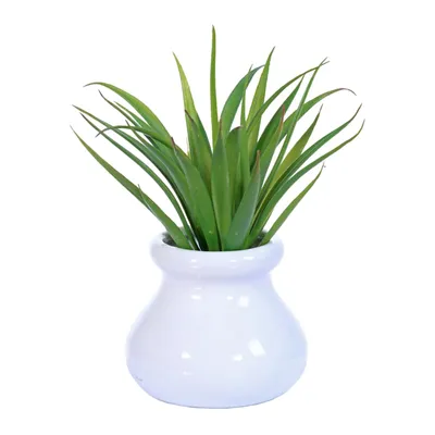 Agave Plant in White Ceramic Pot, 6"