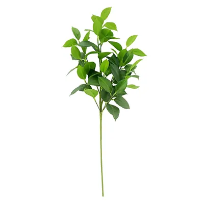 Ruscus Leaf Stem, 24"