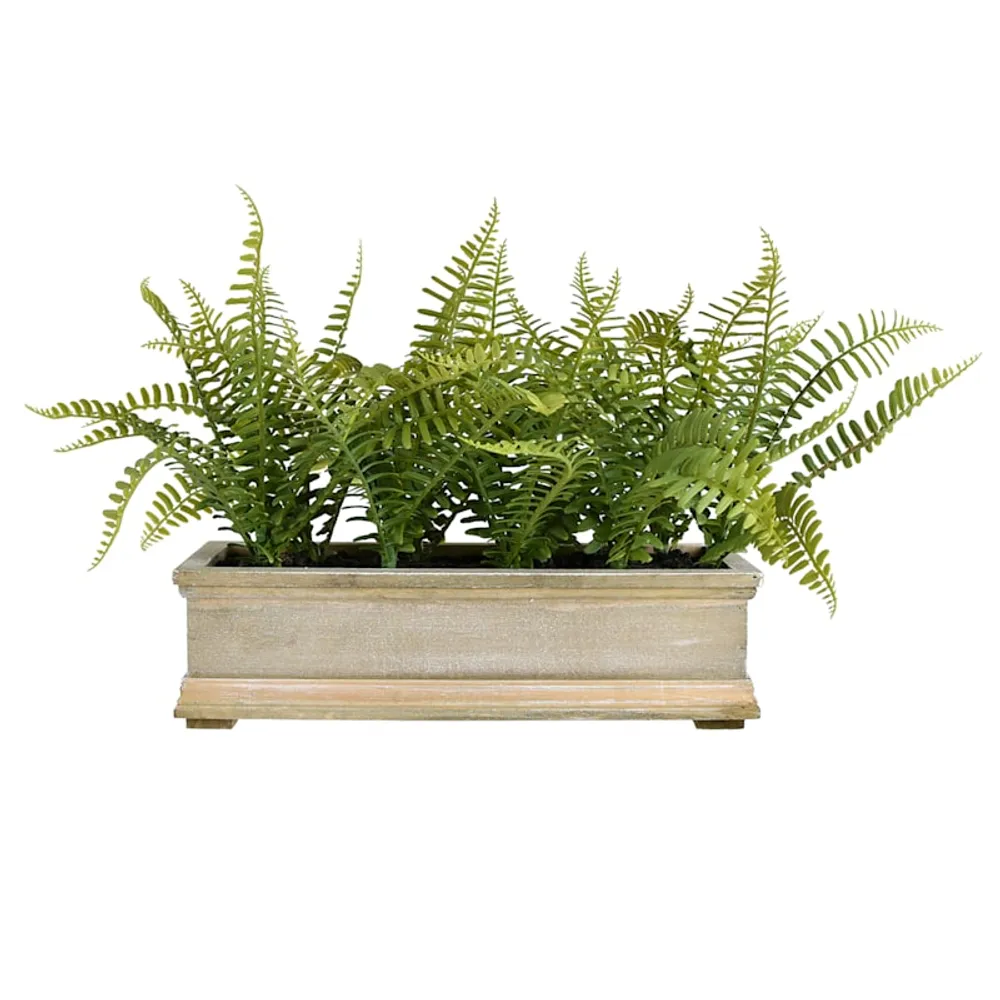 Fern Arrangement in Wood Planter, 11"